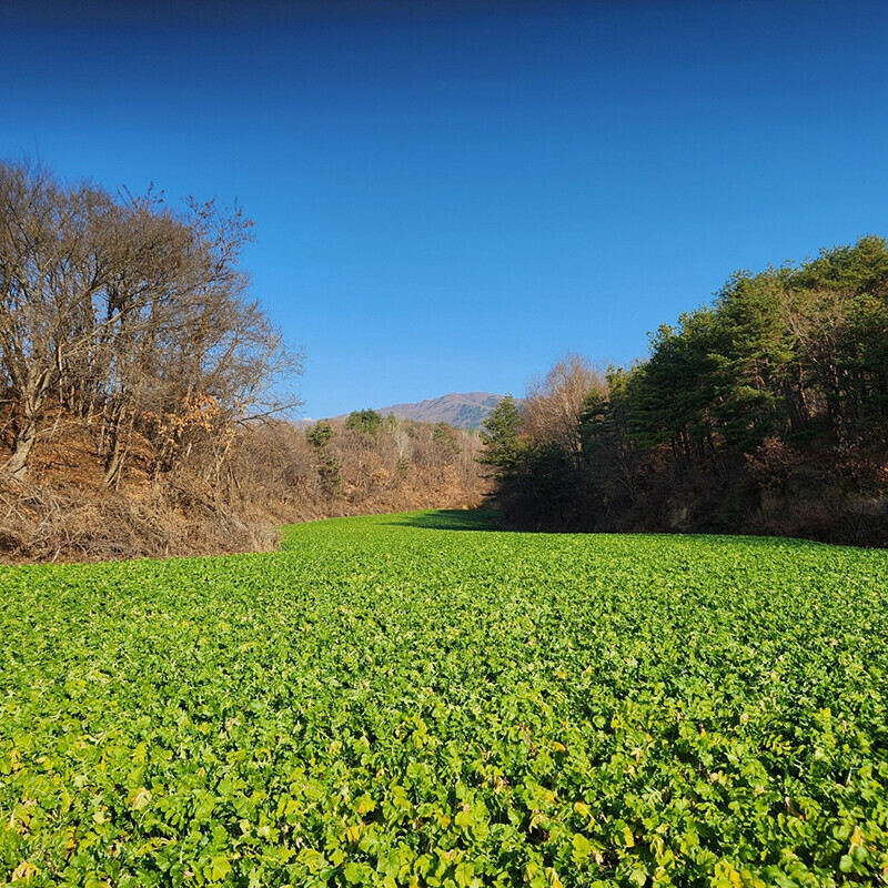 양구군농협MALL,양구 펀치볼 시래기