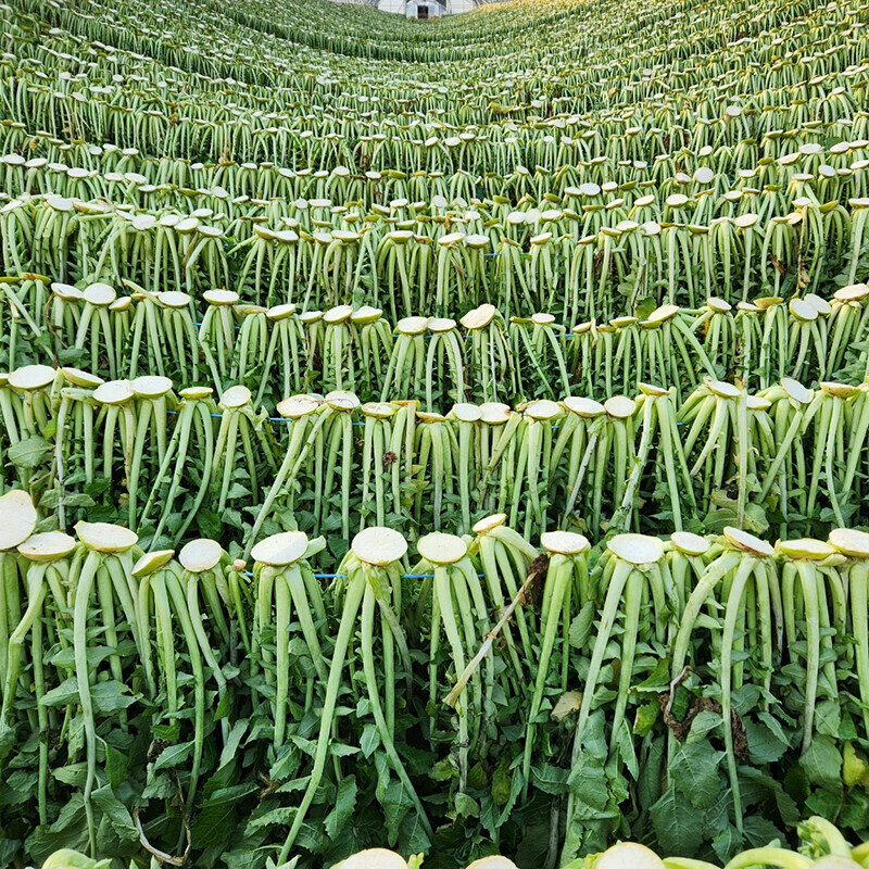 양구군농협MALL,양구 펀치볼 시래기