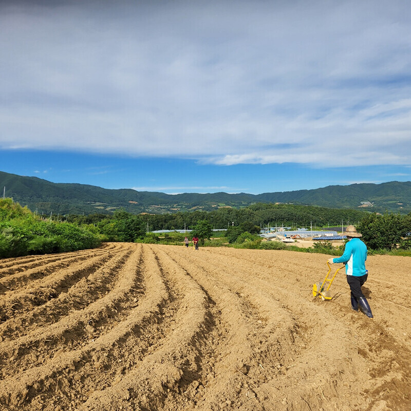 양구군농협MALL,양구 펀치볼 시래기